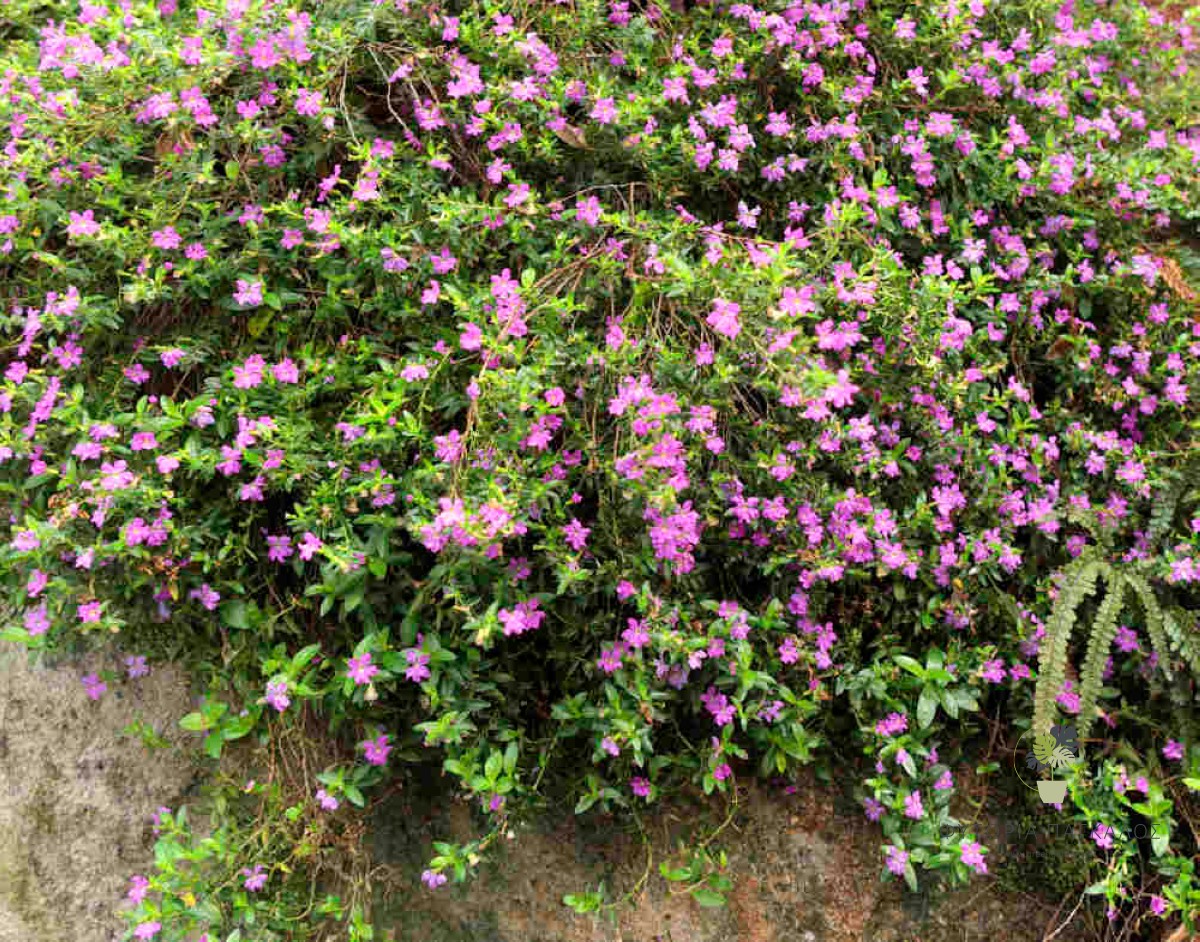 ΚΟΥΦΕΑ – Cuphea hyssopifolia - 2